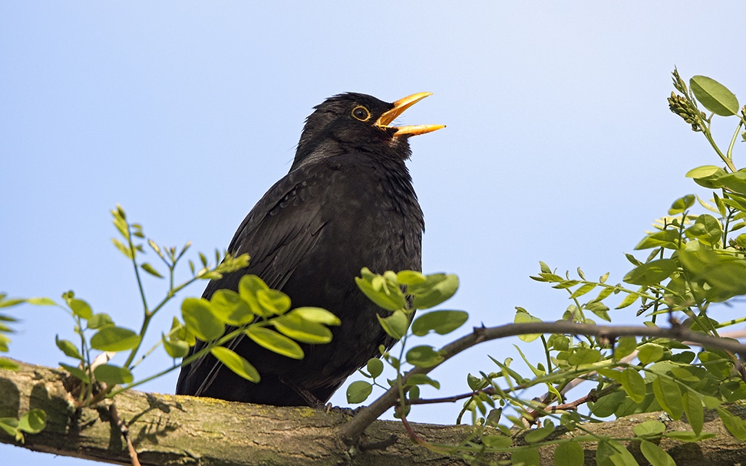 Solsort