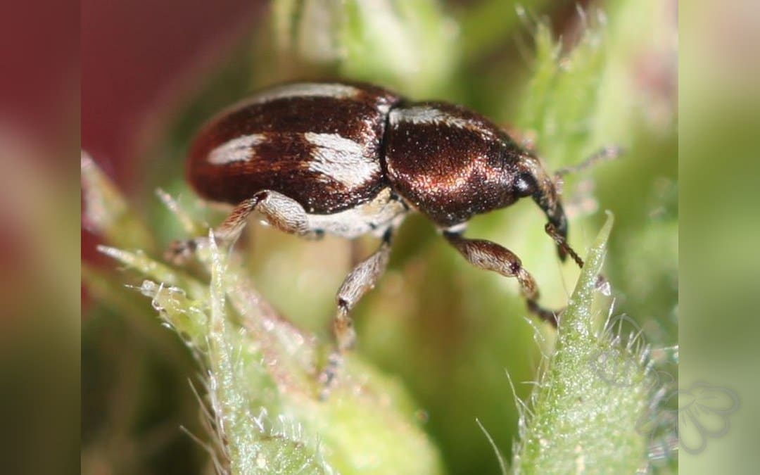Tychius quinquepunctatus