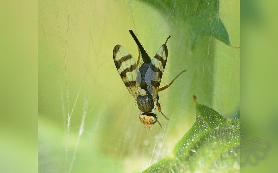 Her ses et billede af arten Urophora cuspidata. Fotoet er taget af Kostas Zontanos og hentet fra iNaturalist (CC-BY).