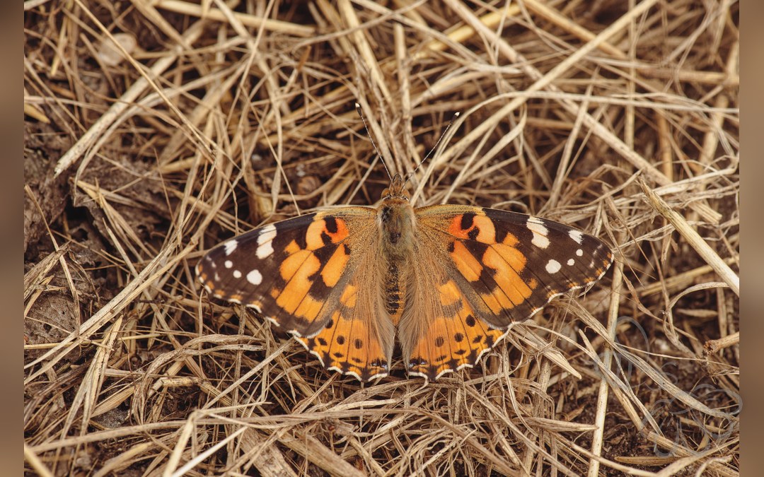 Tidselsommerfugl