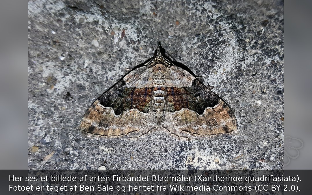 Her ses et billede af arten Firbåndet Bladmåler (Xanthorhoe quadrifasiata). Fotoet er taget af Ben Sale og hentet fra Wikimedia Commons (CC BY 2.0).