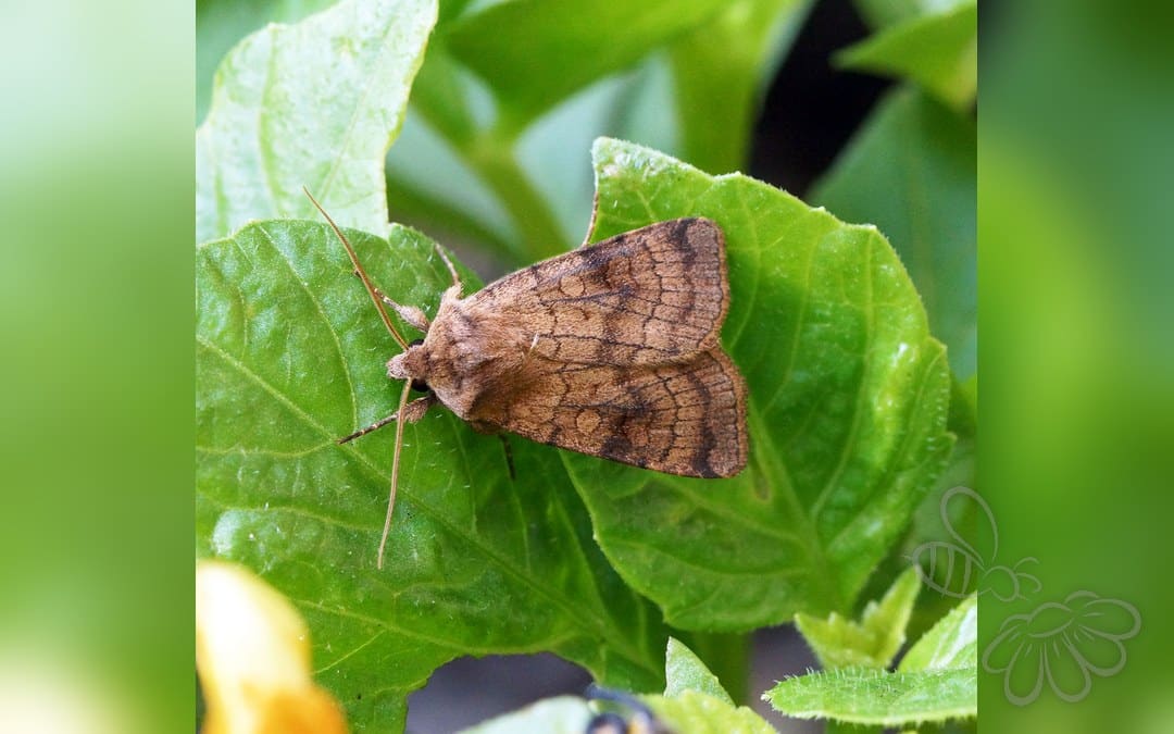 Seksliniet Glansugle