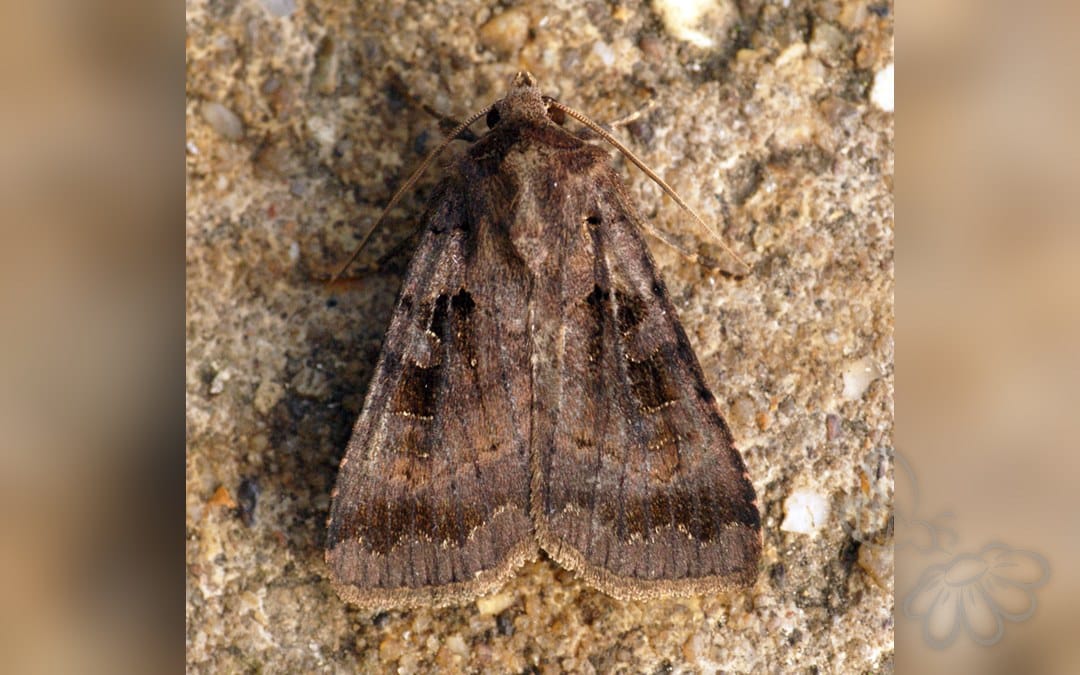 Her ses et billede af arten Rhombe-Glansugle (Xestia stigmatica). Fotoet er taget af Ben Sale og hentet fra Wikimedia Commons (CC BY 2.0).