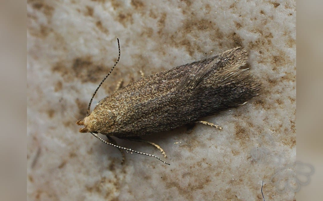 Her ses et billede af arten Xystophora pulveratella. Fotoet er taget af Ilia Ustyantsev og hentet fra Wikimedia Commons (CC BY-SA 2.0).