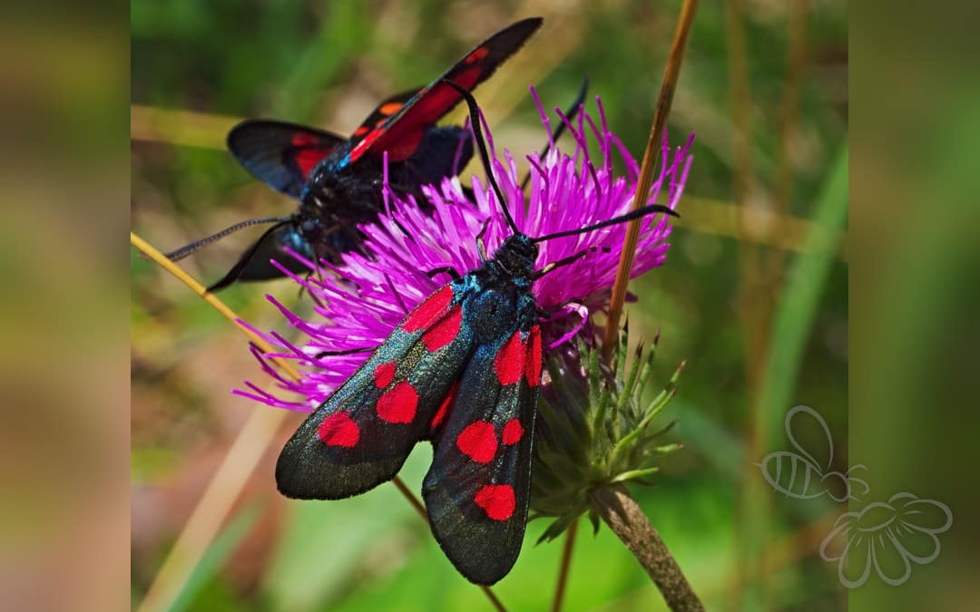 Her ses et billede af arten Femplettet Køllesværmer (Zygaena lonicerae). Fotoet er taget af Eichler, Andreas og hentet fra Wikimedia Commons (CC BY-SA 4.0).
