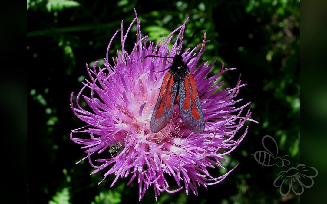 Her ses et billede af arten Skabiose-Køllesværmer (Zygaena osterodensis). Fotoet er taget af jacinta lluch valero from madrid * barcelona...., (España-Spain) og hentet fra Wikimedia Commons (CC BY-SA 2.0).