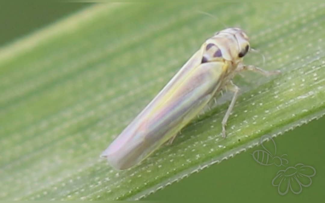 Her ses et billede af arten Zyginidia scutellaris. Fotoet er taget af Slimguy og hentet fra Wikimedia Commons (CC BY 4.0).