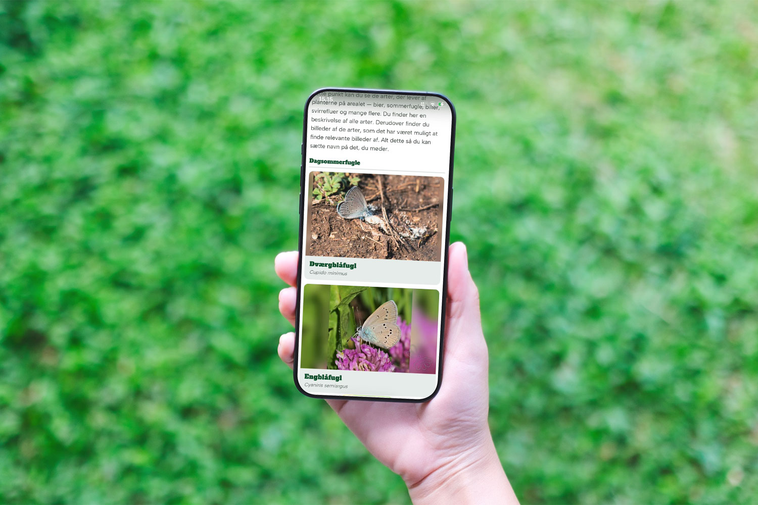 IB_oplysningsite_insekter Informationssider kan tilpasses så man kun ser insekter, der lever i jeres område