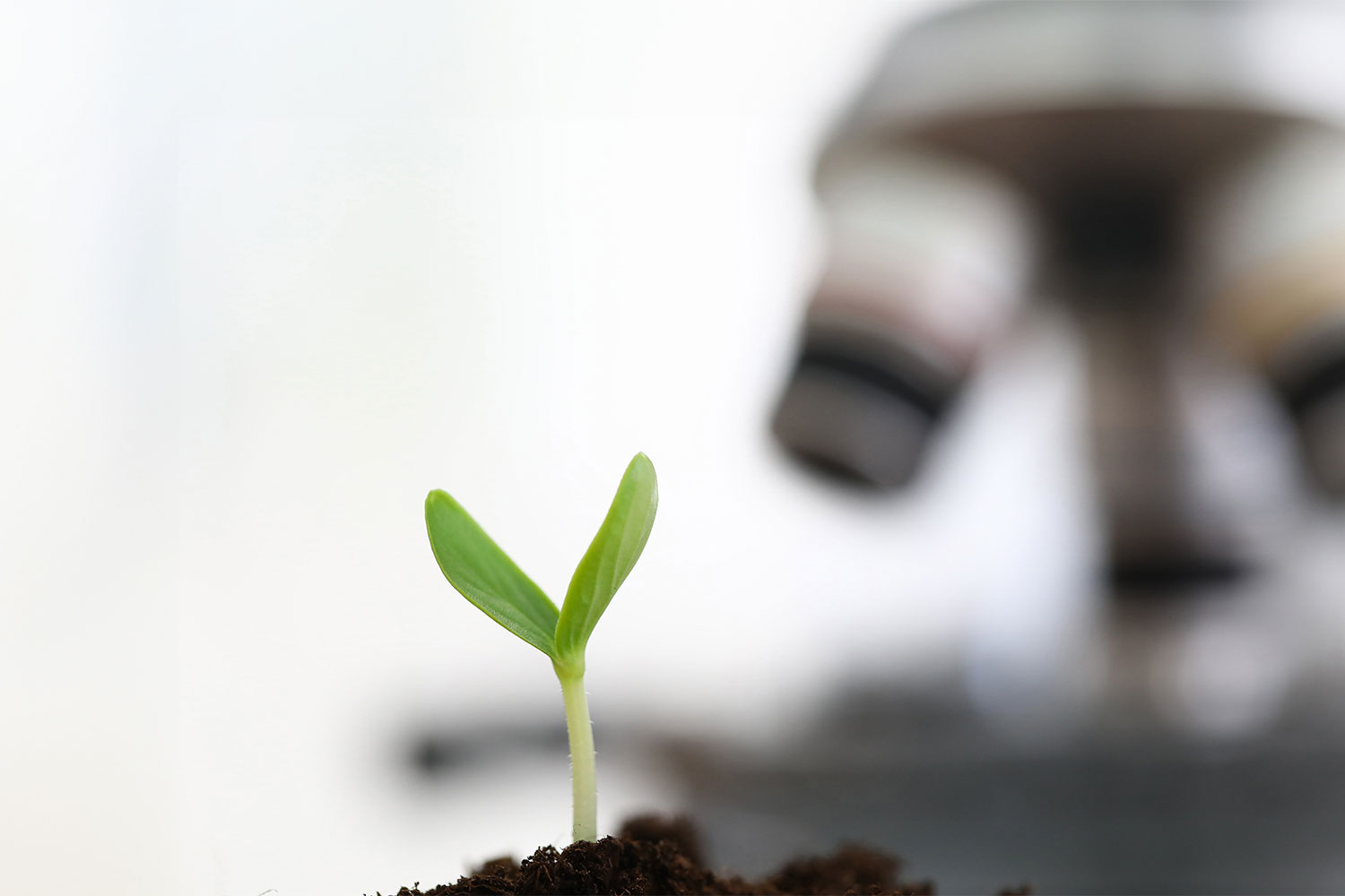 Pas på at I ikke bliver snydt af forædlede frø og planter