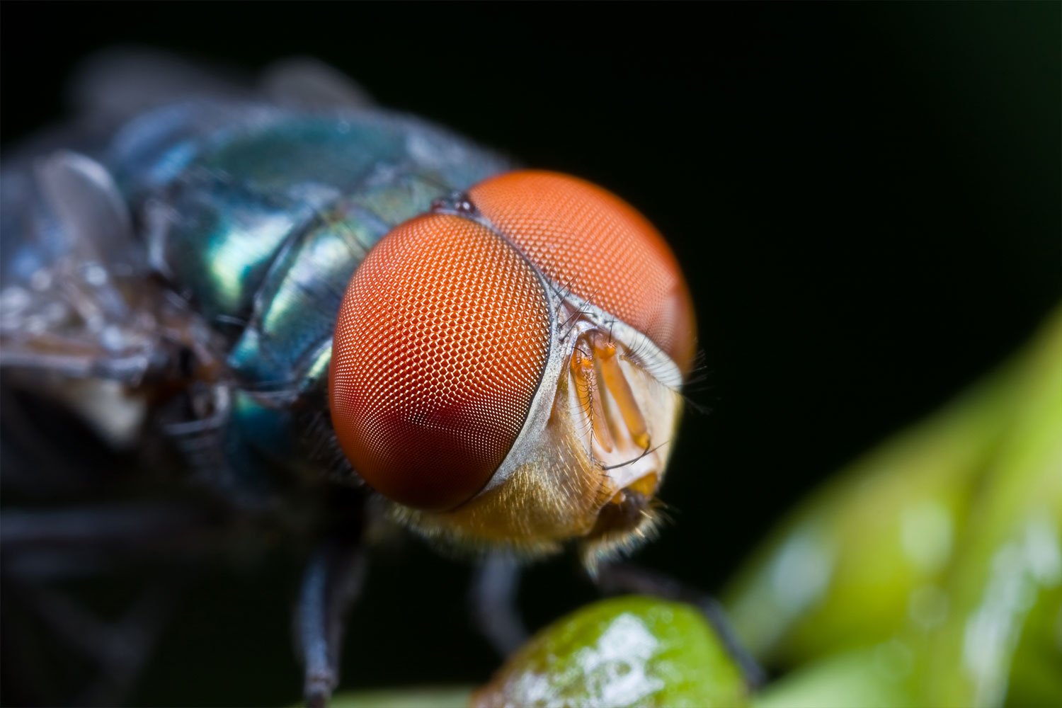 Insekters sans ikke bare virker anderledes end vores - de ser også anderledes ud
